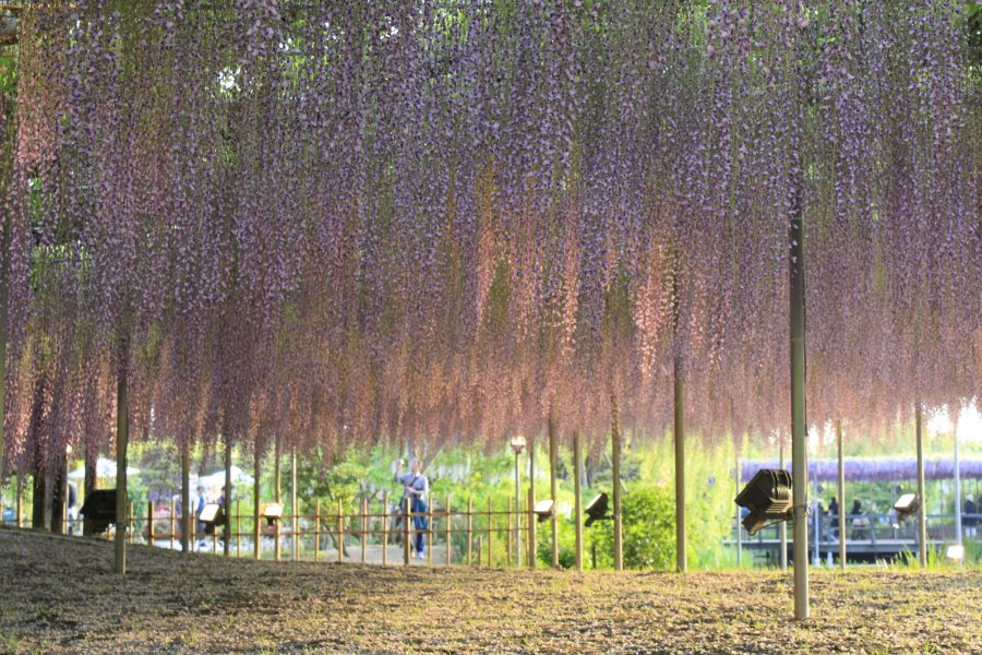 เก็บภาพสวยใต้แพพวงวิสทีเรียสีม่วง