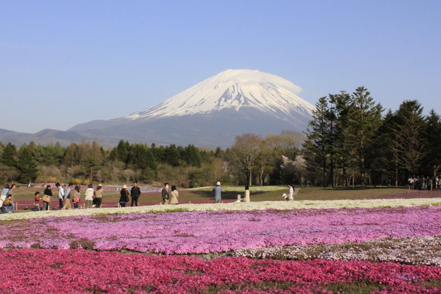 มองภูเขาไฟฟูจิผ่านทุ่งพิ้งค์มอส