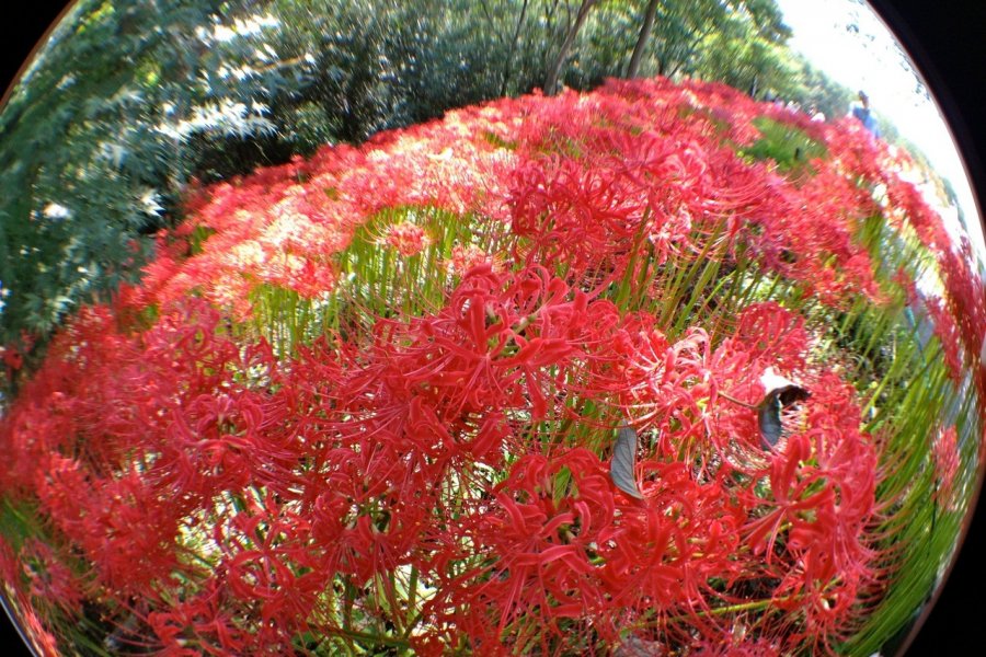 เทศกาลแมนจูชาเงะ โคมะ