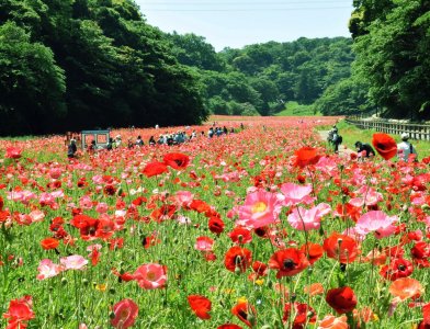 Kurihama Flower Park Poppy & Nemophila Festival