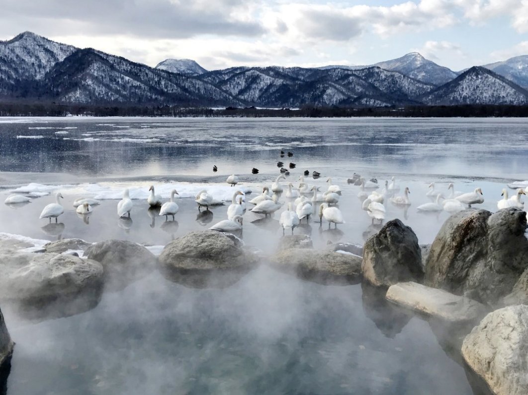 Whooper swans at a open-air hotspring beside Lake Kussharo