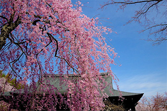 Kyoto Tenryu-ji Temple in Spring
